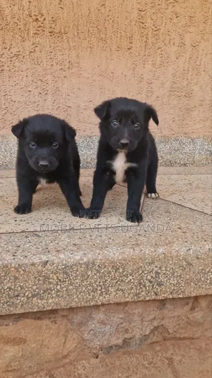 0-1 month Female Purebred German Shepherd