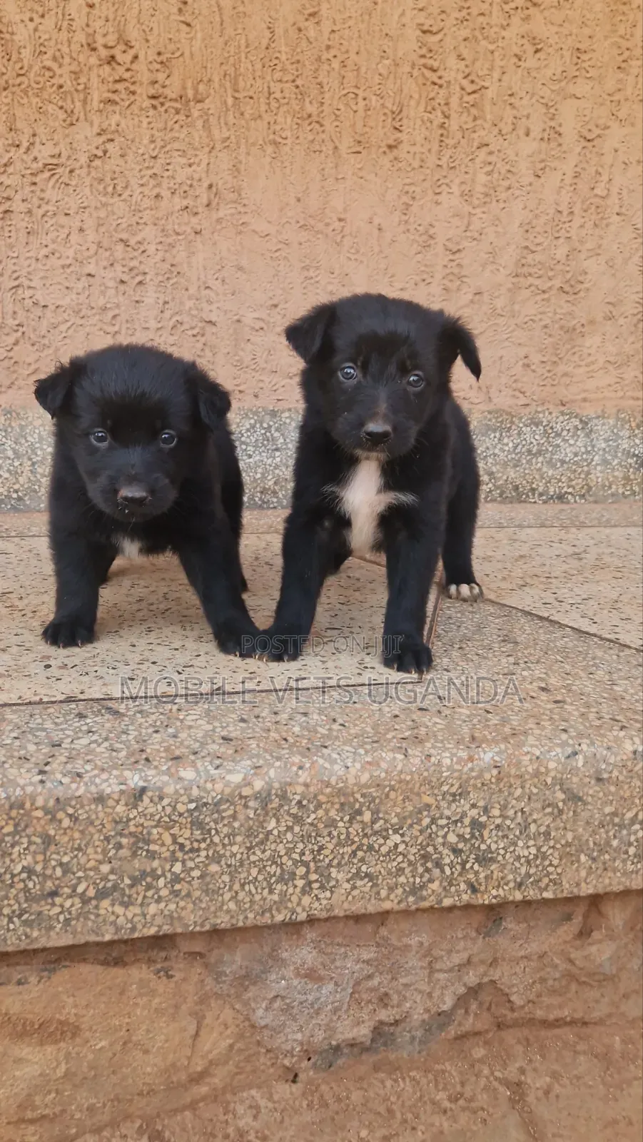 0-1 month Female Purebred German Shepherd