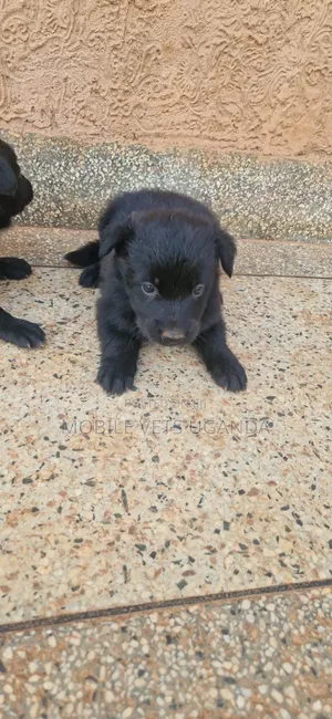 1-3 months Male Purebred German Shepherd