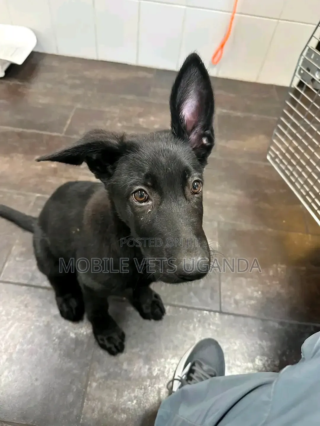 0-1 month Male Purebred German Shepherd