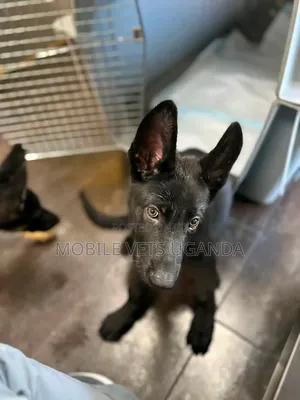 0-1 month Male Purebred German Shepherd