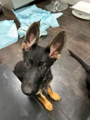 0-1 month Male Purebred German Shepherd