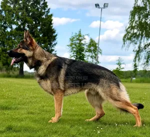 0-1 month Male Purebred German Shepherd