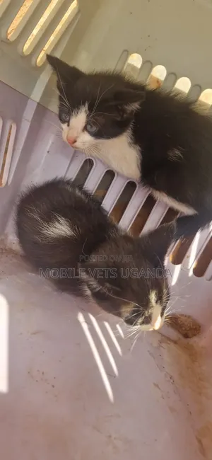 0-1 month Male Purebred Exotic