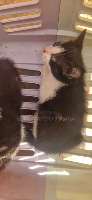 0-1 month Male Purebred Bombay