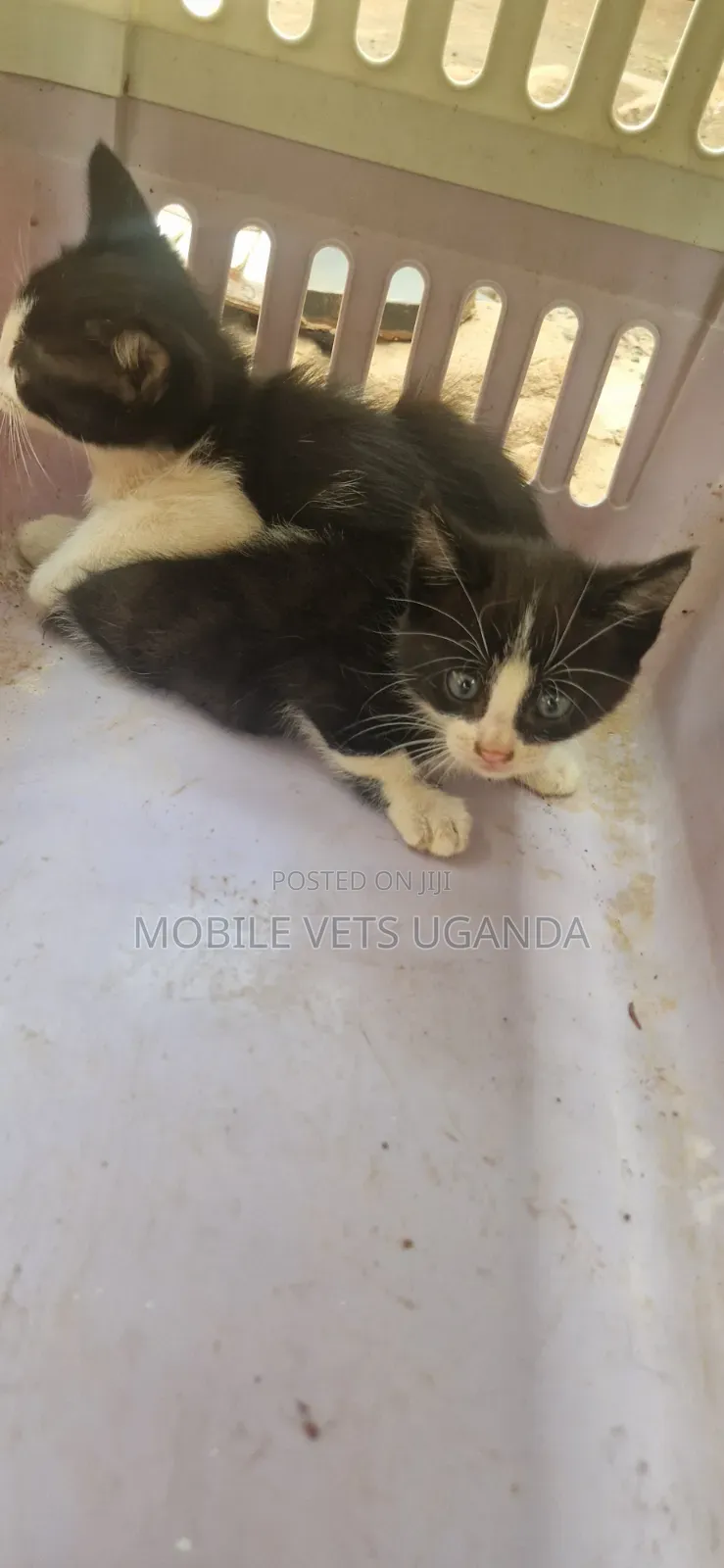 0-1 month Female Purebred Exotic