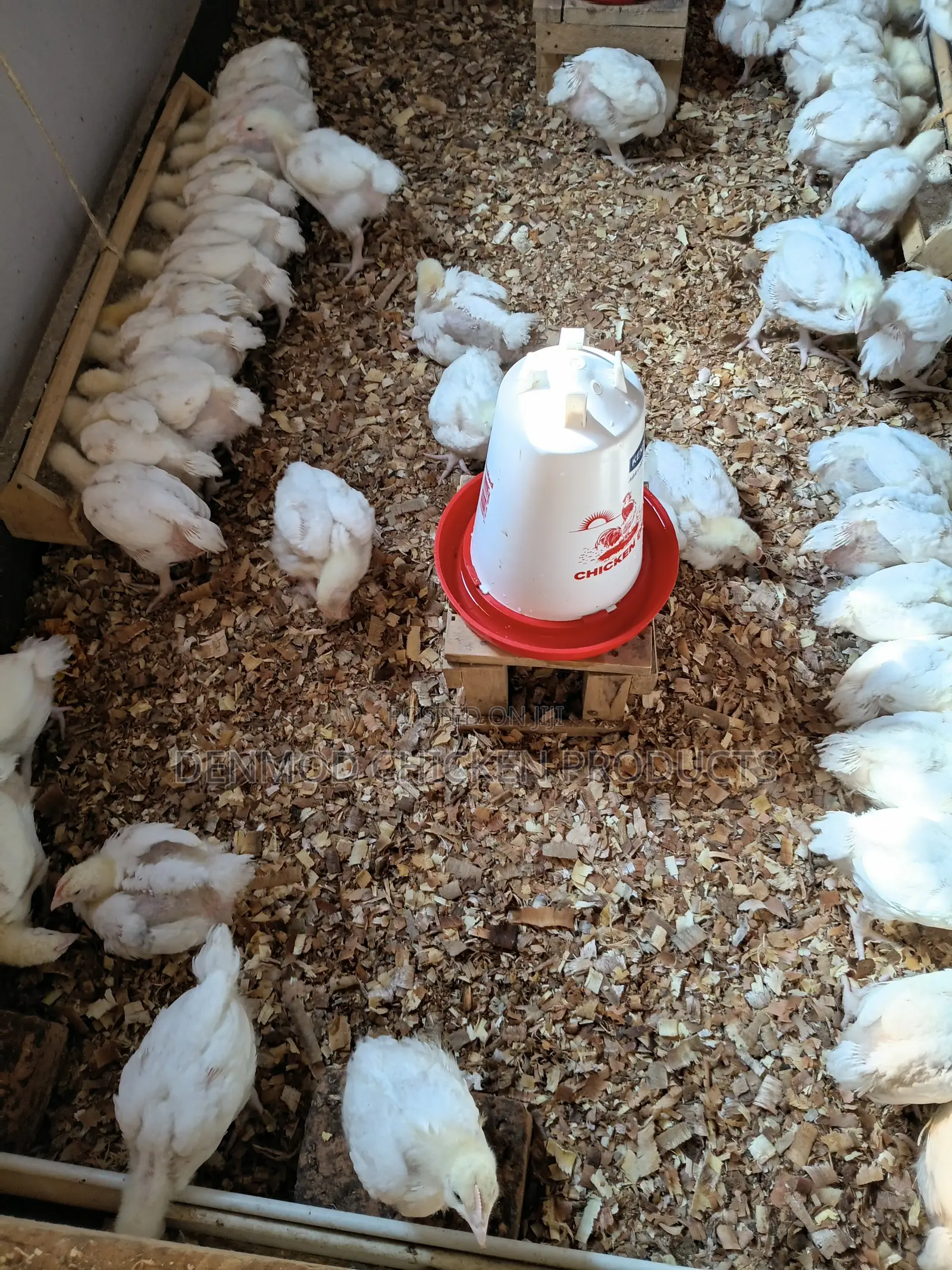 Broliers Chicken