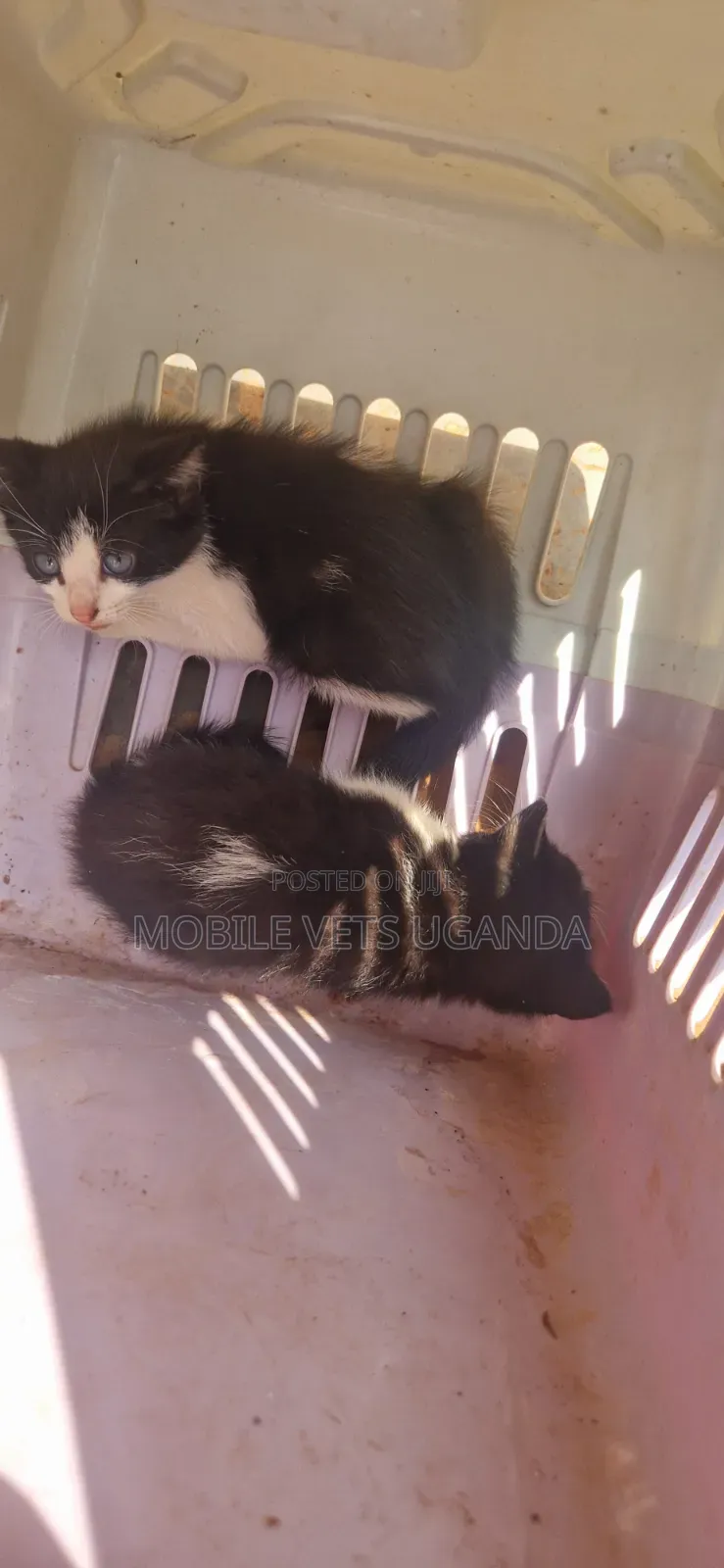 1-3 months Female Purebred Bombay