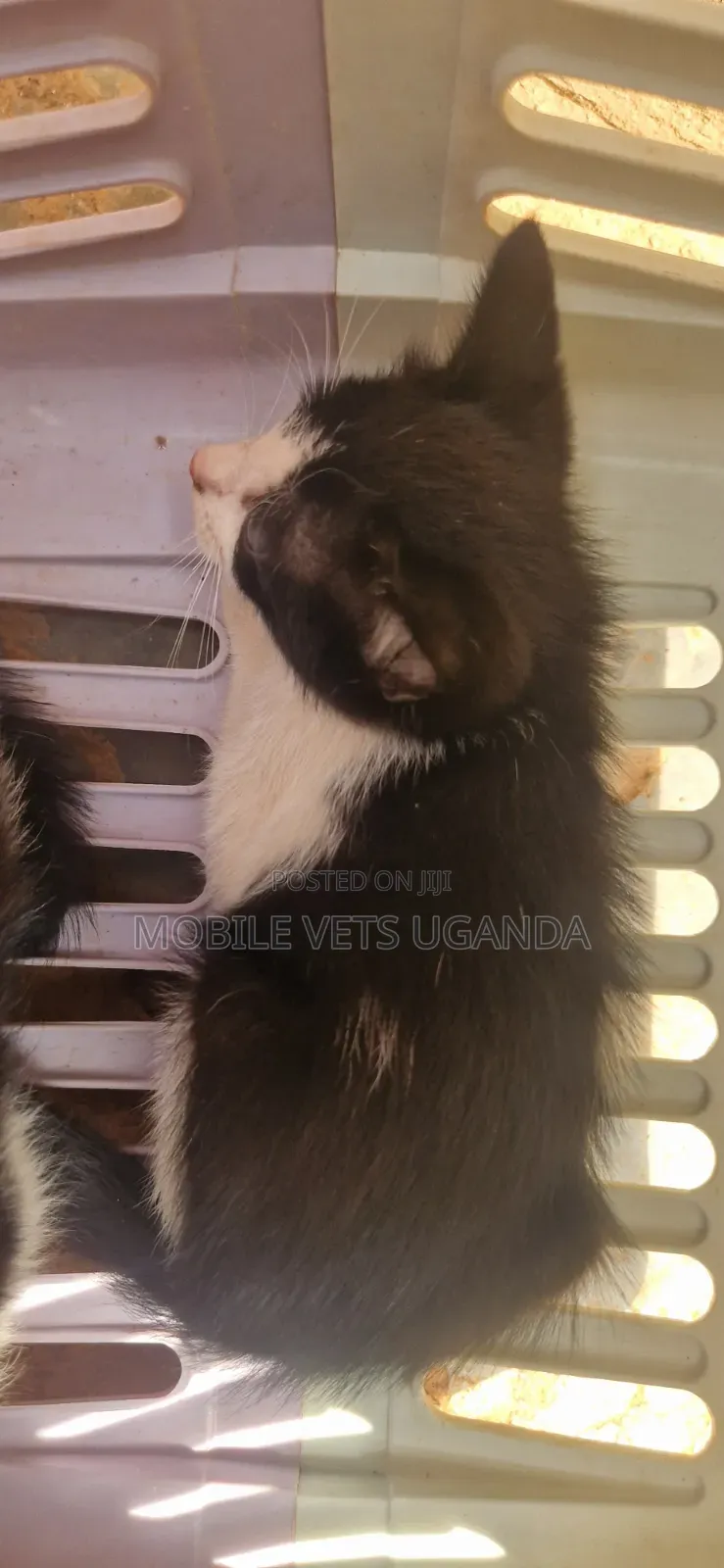 0-1 month Male Purebred Exotic