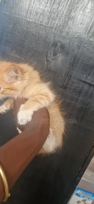 1-3 months Male Purebred American Bobtail