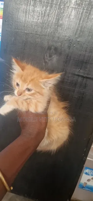 1-3 months Female Purebred Exotic