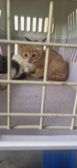 0-1 month Male Purebred Siberian