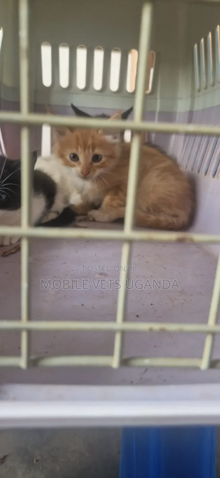 0-1 month Male Purebred Siberian