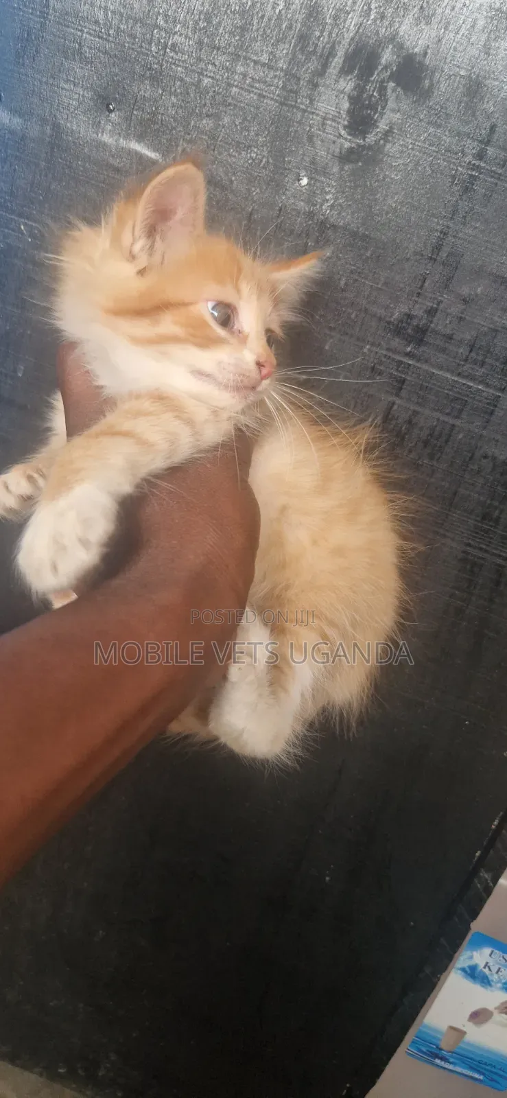1-3 months Male Purebred Exotic