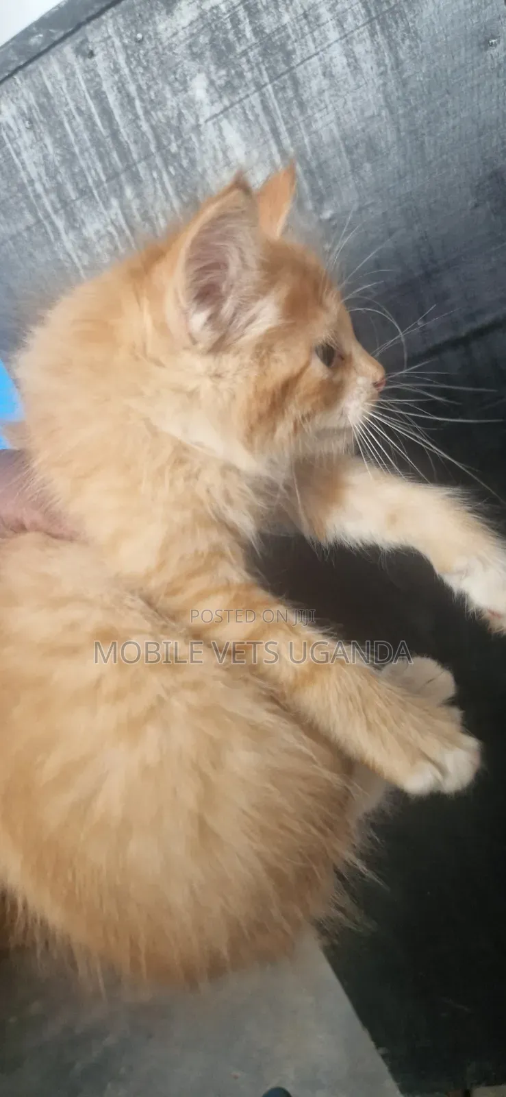 1-3 months Male Purebred American Bobtail
