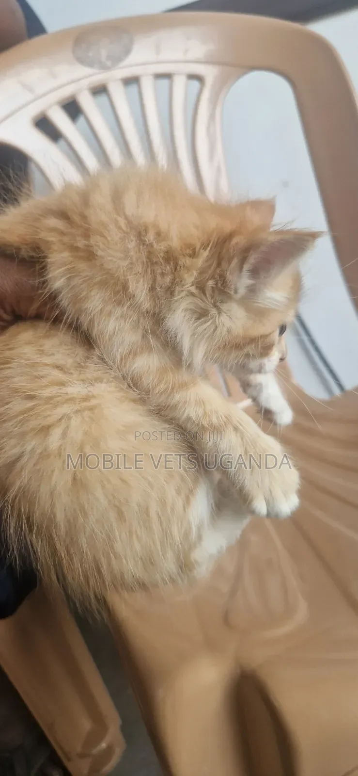 1-3 months Male Purebred American Curl