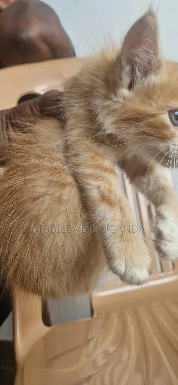 1-3 months Female Purebred American Bobtail