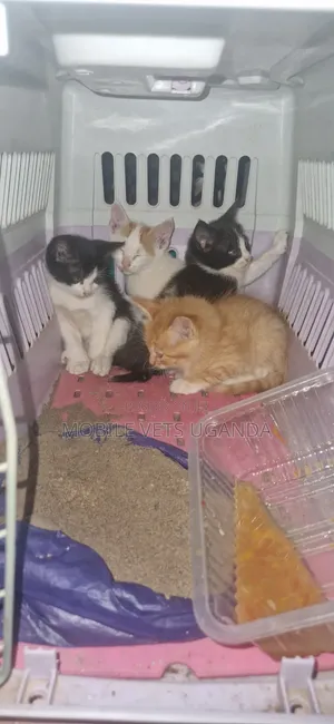1-3 months Female Purebred American Bobtail
