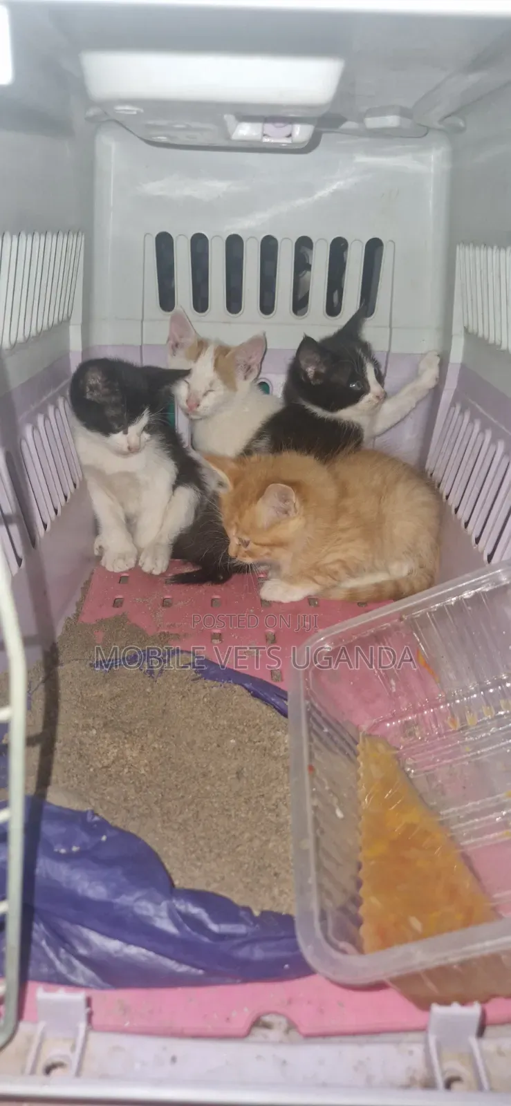 1-3 months Female Purebred American Bobtail
