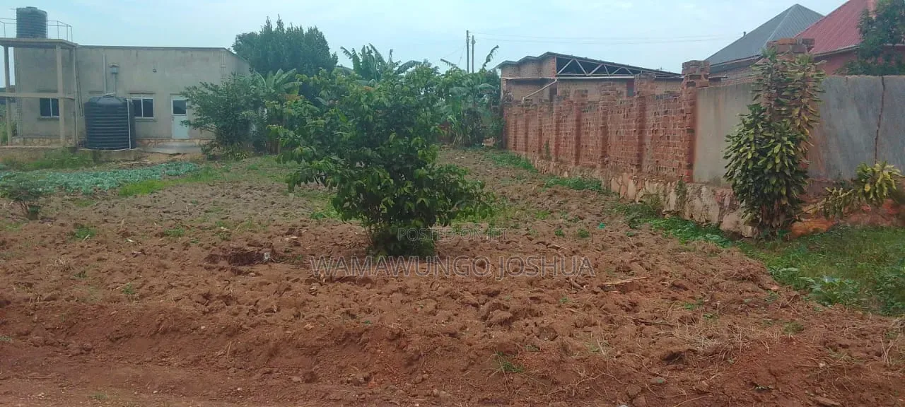 50by100 Kikoko Land