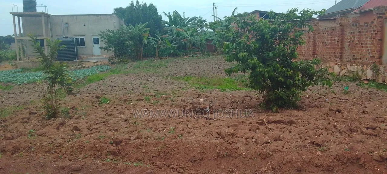 50by100 Kikoko Land