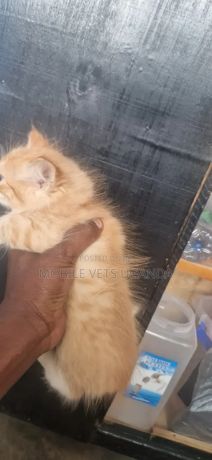 0-1 month Male Purebred Balinese
