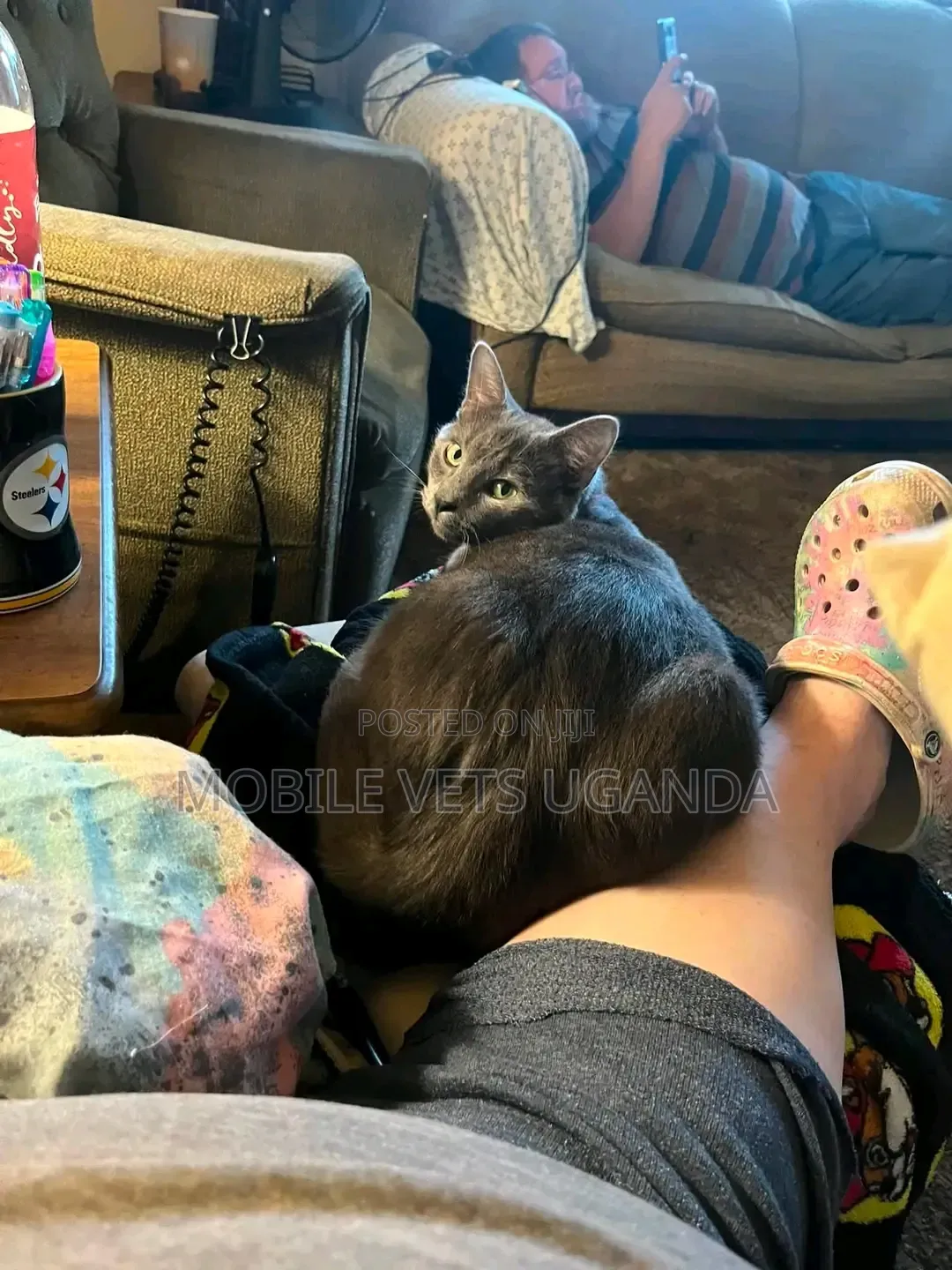 1-3 months Female Purebred Bombay