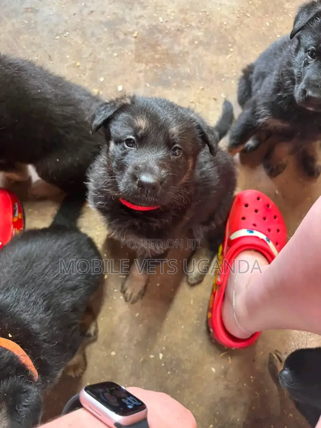 1-3 months Male Purebred German Shepherd