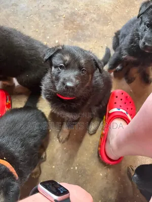 1-3 months Male Purebred German Shepherd