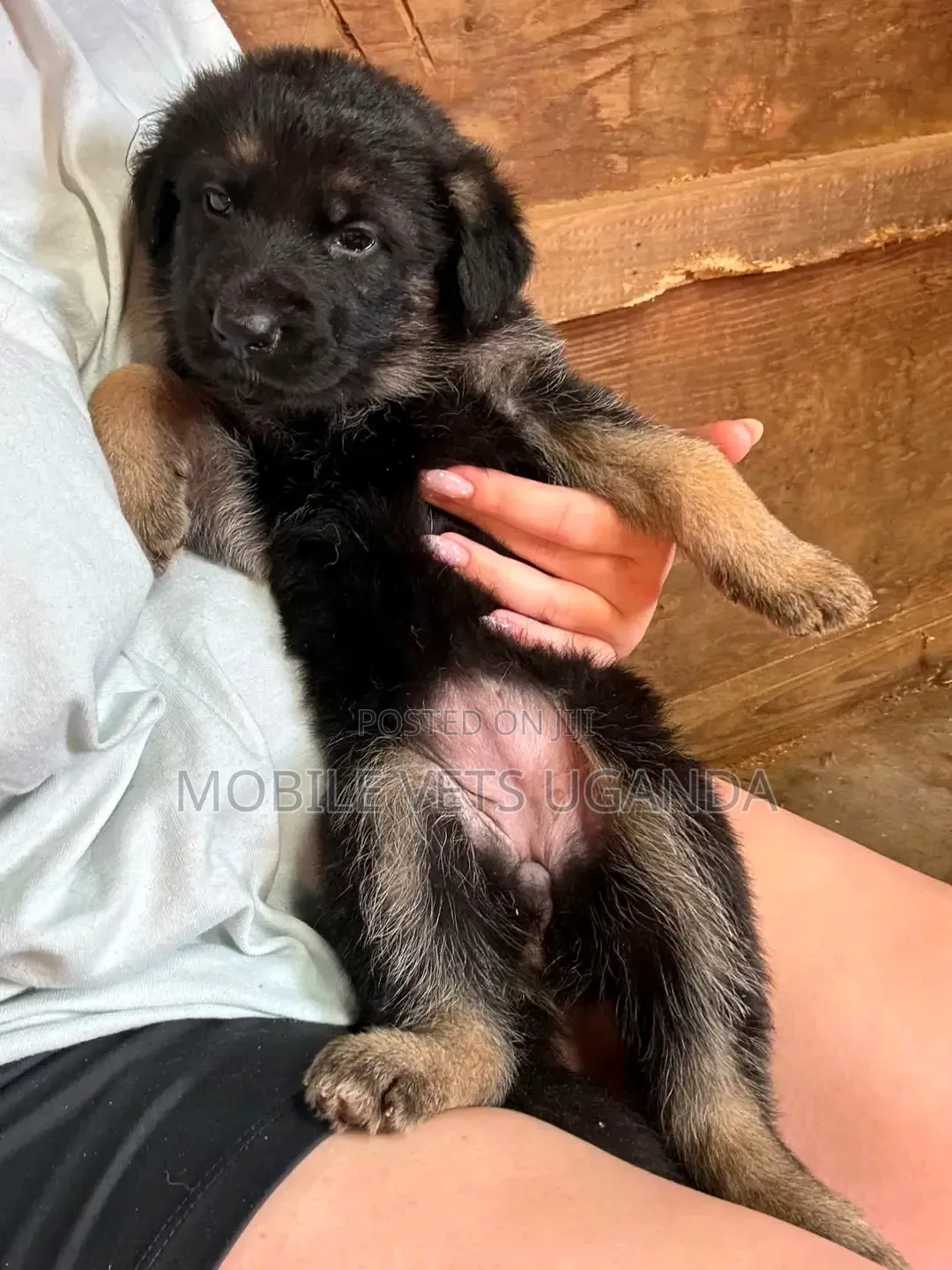 1-3 months Female Purebred German Shepherd