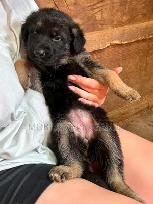 1-3 months Female Purebred German Shepherd