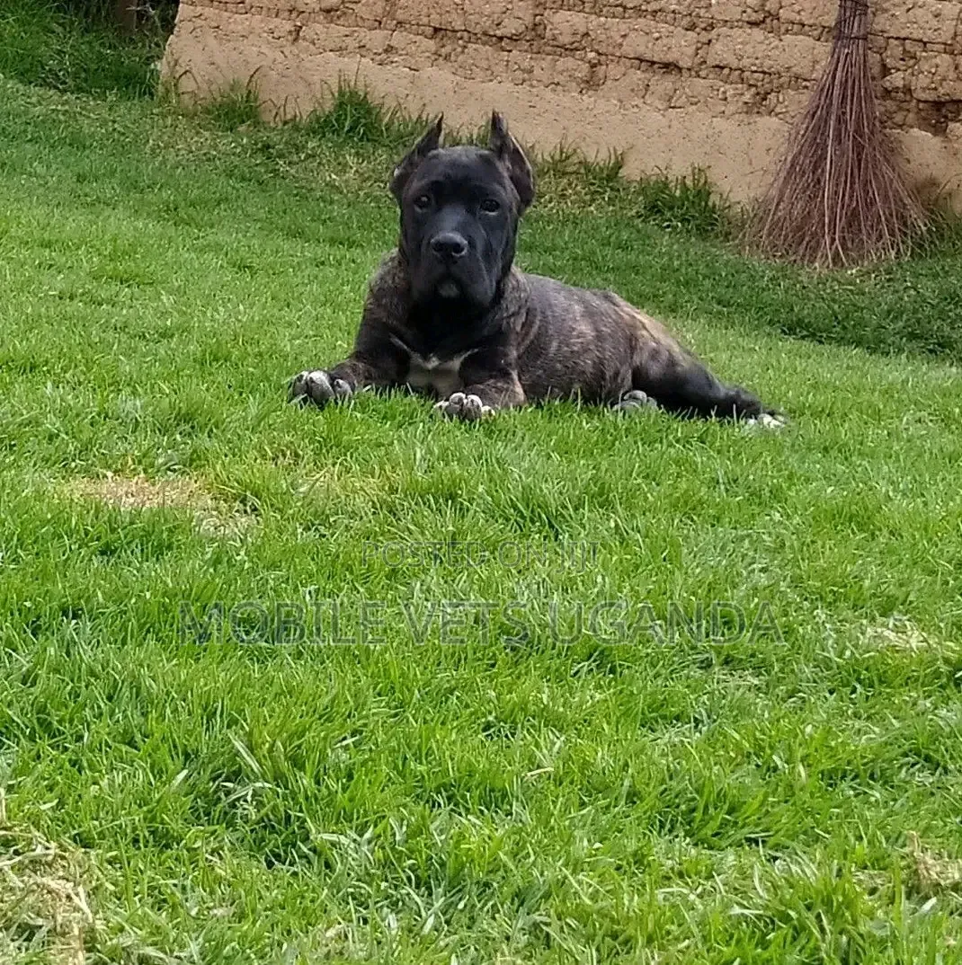 1-3 months Male Purebred Cane Corso