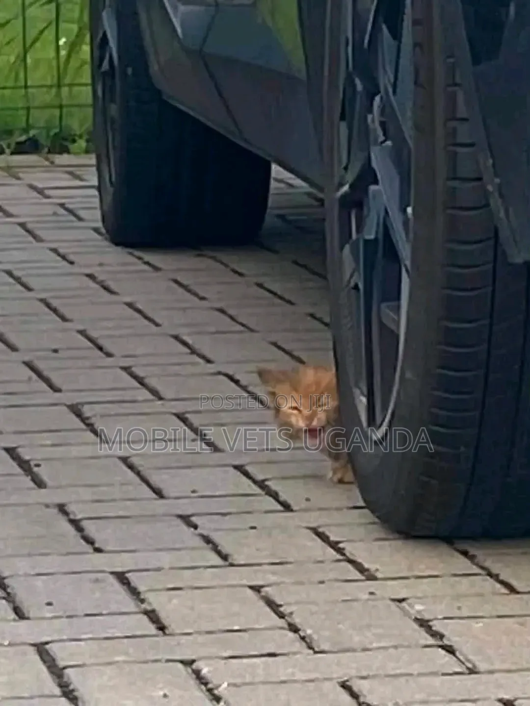 0-1 month Female Purebred Maine Coon