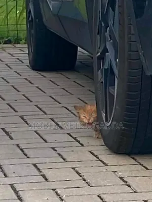 0-1 month Female Purebred Maine Coon