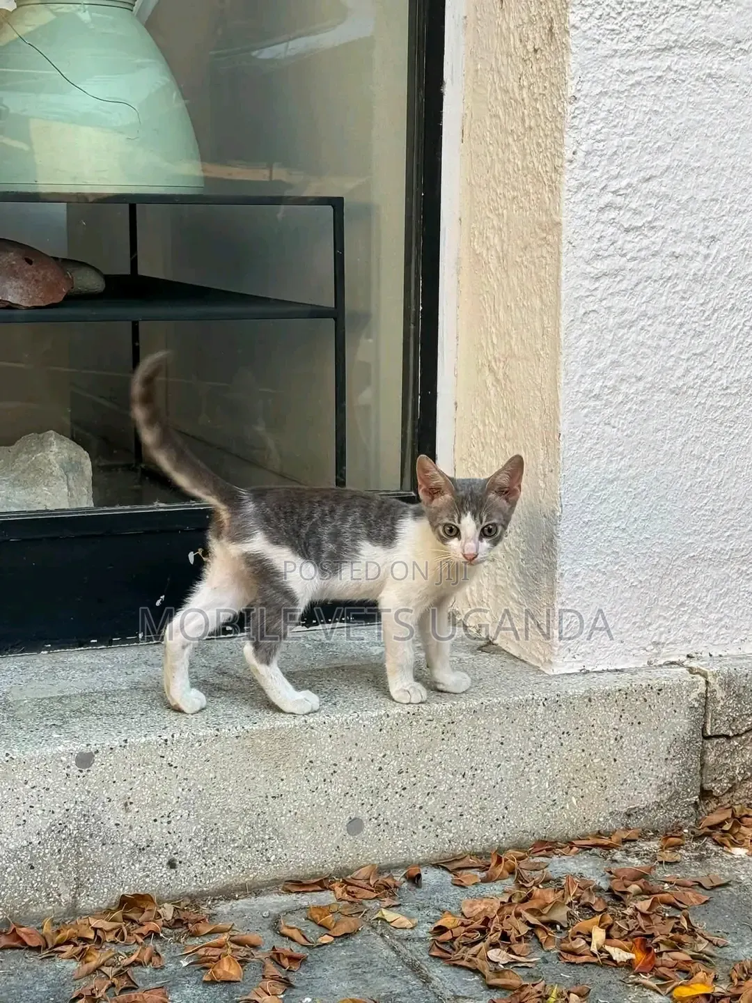 1-3 months Male Purebred American Bobtail