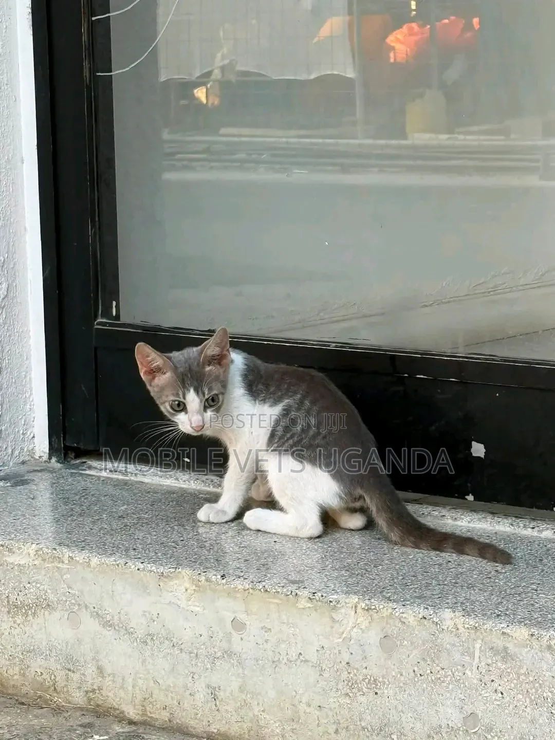 1-3 months Male Purebred American Shorthair
