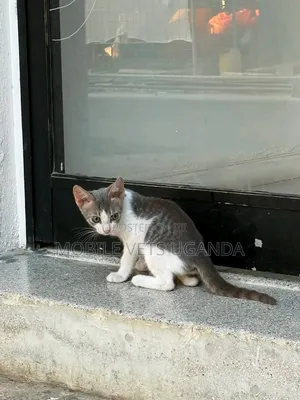 1-3 months Male Purebred American Shorthair