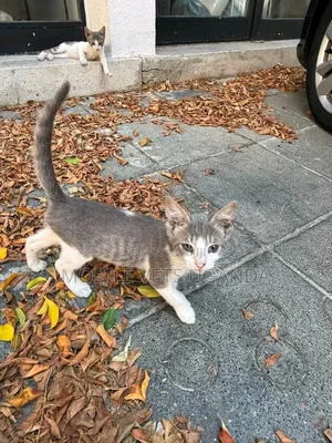 1-3 months Female Purebred Bengal