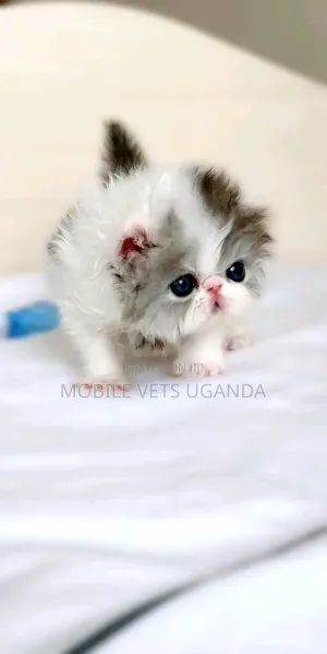 0-1 month Male Purebred Persian