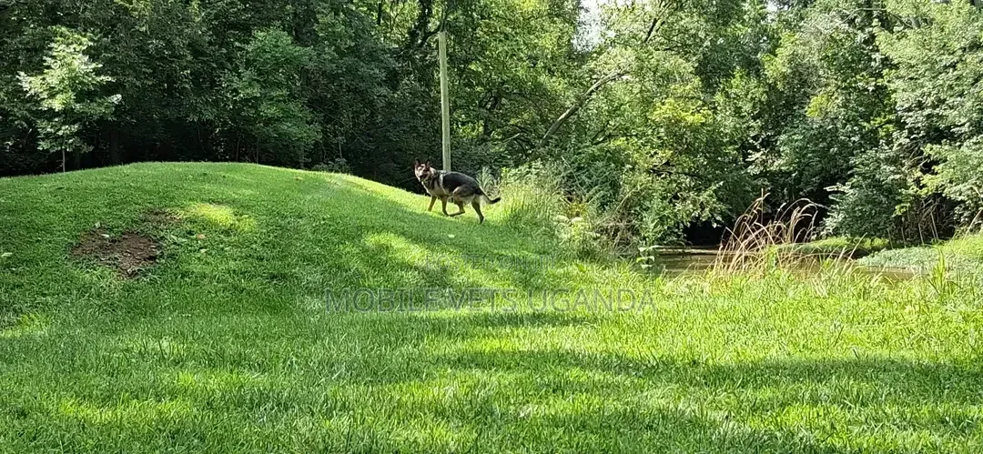 3-6 months Male Purebred German Shepherd