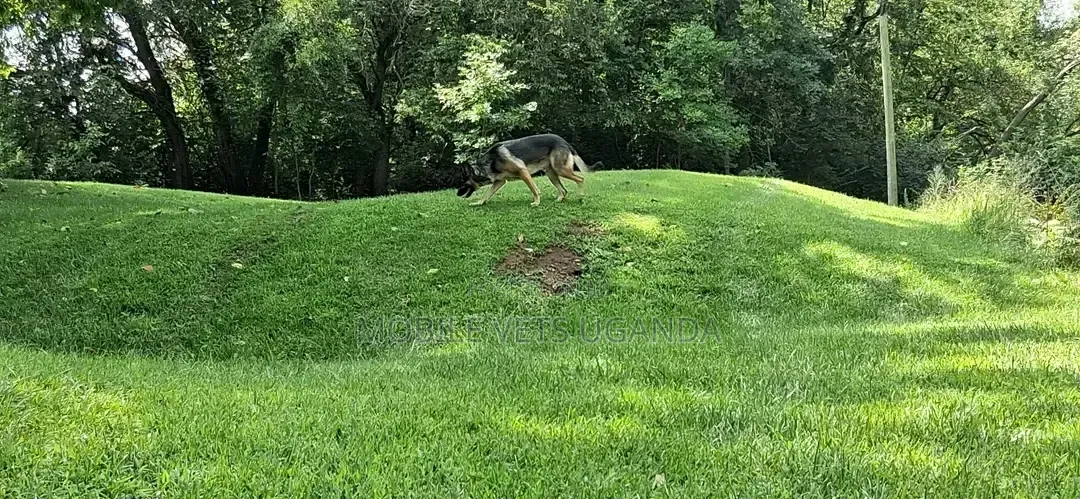 6-12 months Female Purebred German Shepherd