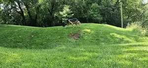 6-12 months Female Purebred German Shepherd