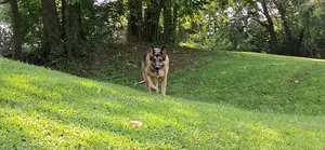 1+ year Female Purebred German Shepherd