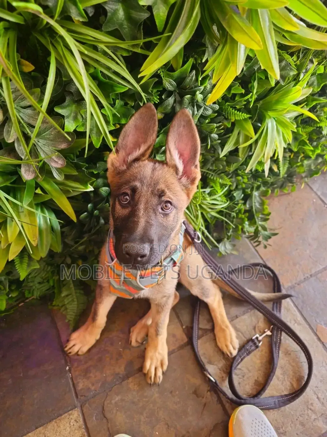 1-3 months Male Purebred German Shepherd