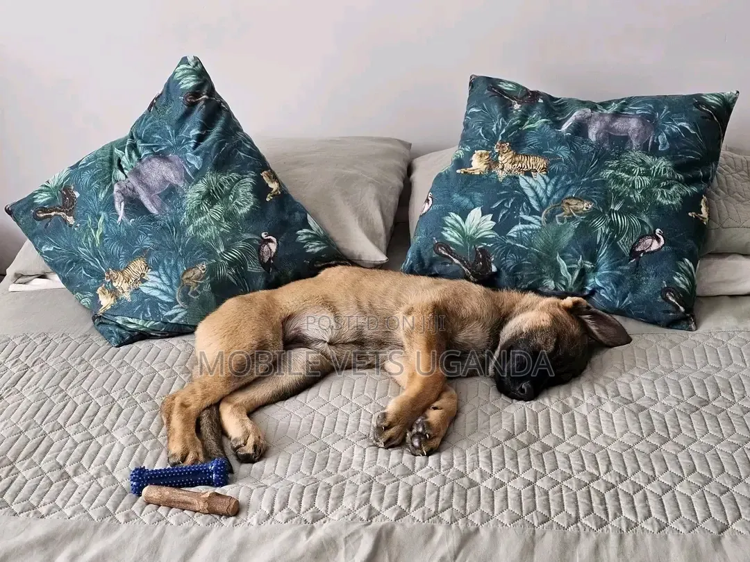 1-3 months Female Purebred German Shepherd