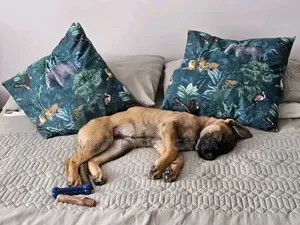 1-3 months Female Purebred German Shepherd