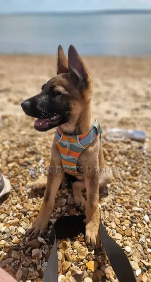 3-6 months Male Purebred German Shepherd
