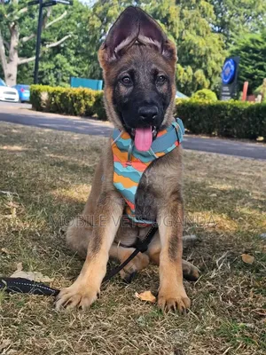 3-6 months Male Purebred German Shepherd