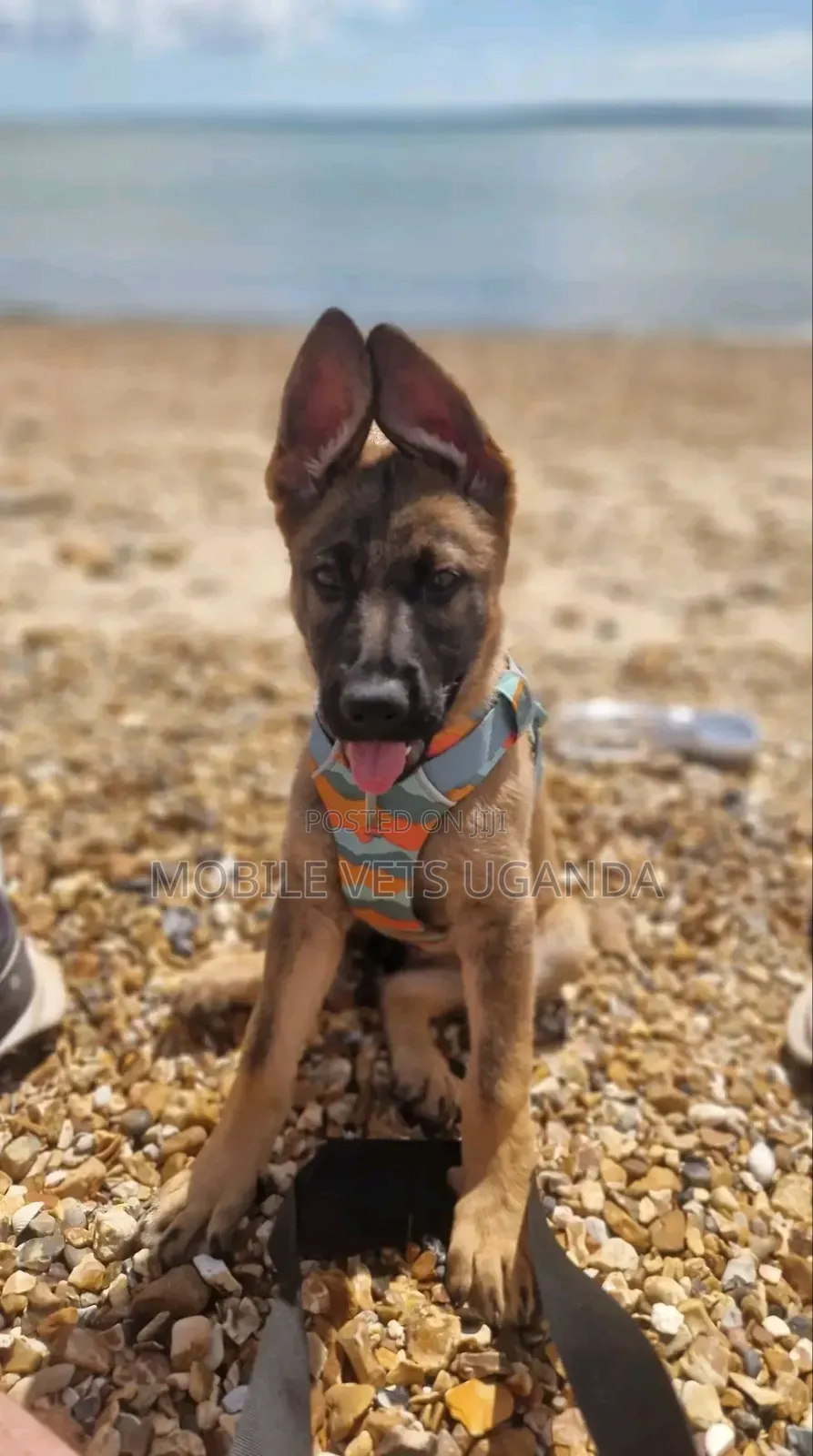 1-3 months Female Purebred German Shepherd