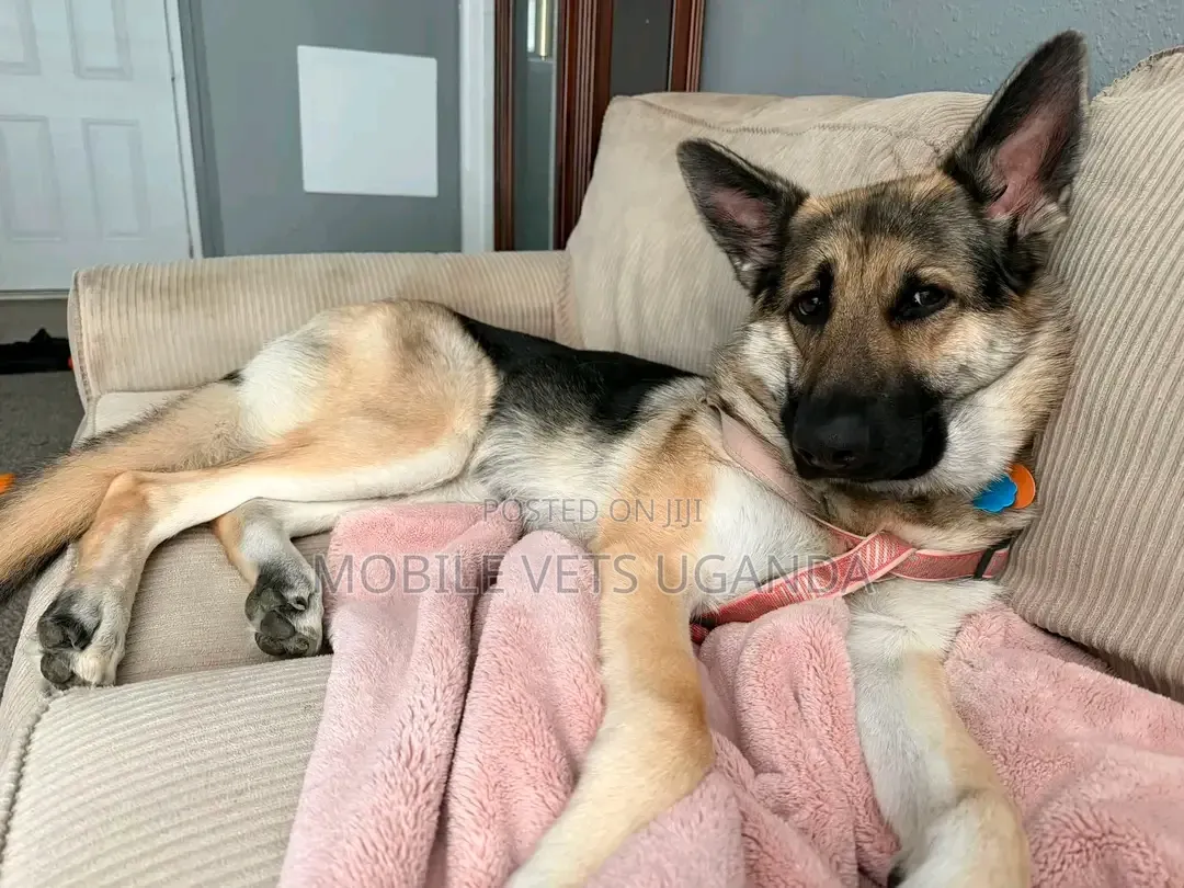 6-12 months Male Purebred German Shepherd